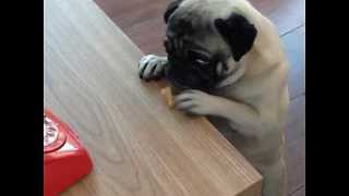 Clumsy Pug Struggles To Snatch A Dog Biscuit Off The Table