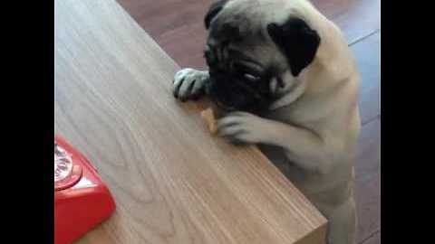 Clumsy Pug Struggles To Snatch A Dog Biscuit Off The Table