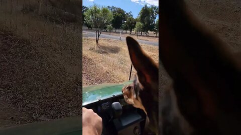A Mule, Kelpie And A Kangaroo. First Ride In Our 2023 Kawasaki Mule Pro-MX.
