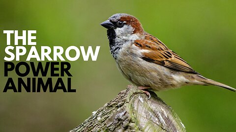 The Sparrow Power Animal