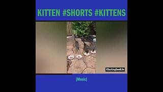 Kitten #shorts #kittens