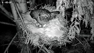 Ellie Pulls More Brood Feathers 🥚 03/05/23 22:25