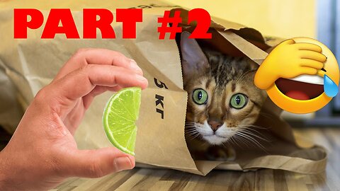 Try Not to Laugh Challenge Part #2: TikTok Edition! 😂🐱 Funny and Fails Pets Video
