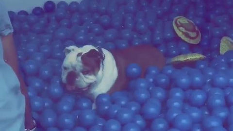 He Was Being A Good Boy, So He Ended Up Going To The Ball Pit