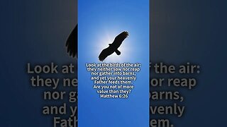 Matthew 6:26 #God #Lord #Jesus ‬#christian #bible