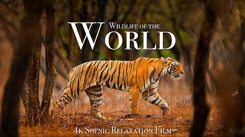 Wildlife Of The World 4K - Scenic Animal Film With Inspiring Music