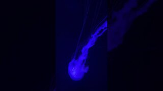 Trippy jellyfish #ocean #jellyfish