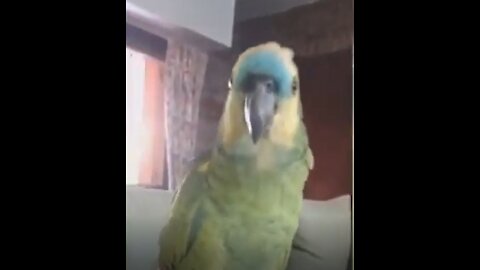 Funny CUTE Parrot Watch This