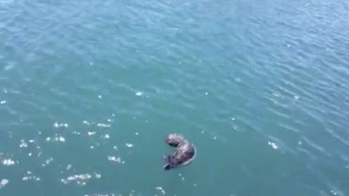 Rescuers Toss Lost Sea Otter Pup Back Into The Ocean To Be Reunited With Mom