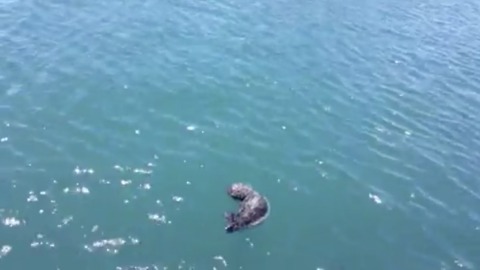 Rescuers Toss Lost Sea Otter Pup Back Into The Ocean To Be Reunited With Mom