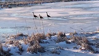 Geese on the ice #5