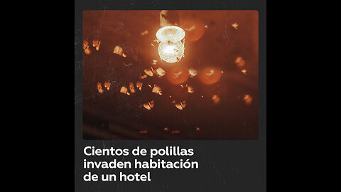 Turistas dejan accidentalmente que cientos de polillas entren a su habitación de hotel