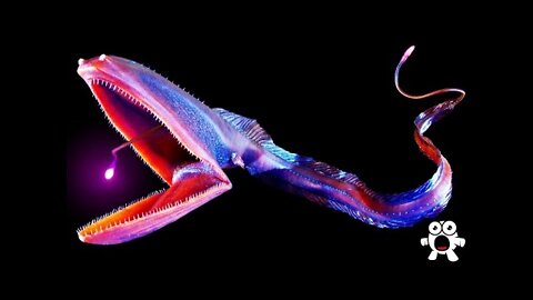 Top 10 Most Bizarre Deep Sea Creatures Ever Discovered