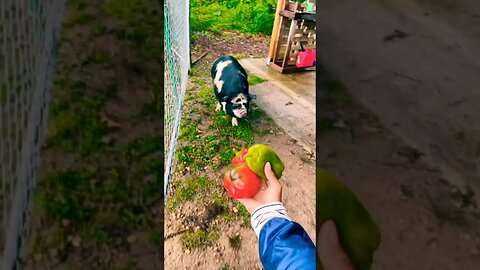 FARM LIFE🤷🏻‍♀️ #pigs #homestead #piglets #kunekune #farmanimals #asmr #farmlife #acres #foryou