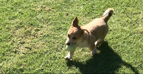 Corgi Puppy Learns How to Play Fetch - Cute Dog FAIL