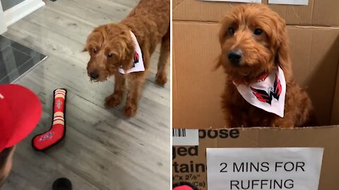 Hockey-loving puppy wants to try out for the Washington Capitals