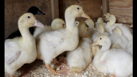 Orpington Ducklings, Cayuga Ducklings, and White Leghorn Chicks living together Video 14