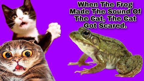 When The Frog Made The Sound Of The Cat, The Cat Got Scared.