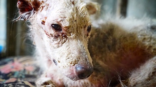 Amazing transformation of dog that lived in dungeon for years