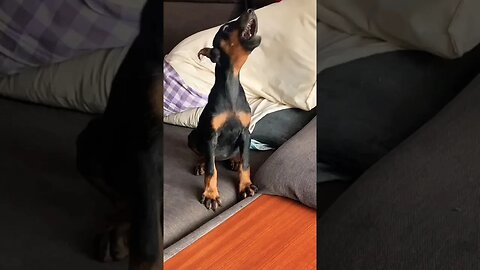 3 months old doberman puppy barking #shorts #doberman #puppy #dogbarking #trending