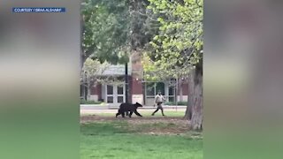 Bear spotted running around downtown Boulder