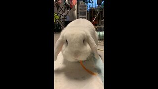 Hungry rabbit