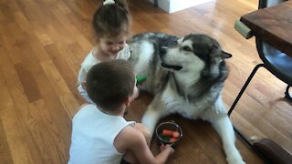 Alaskan Malamute shows how patient he can be with kids giving him pretend soup