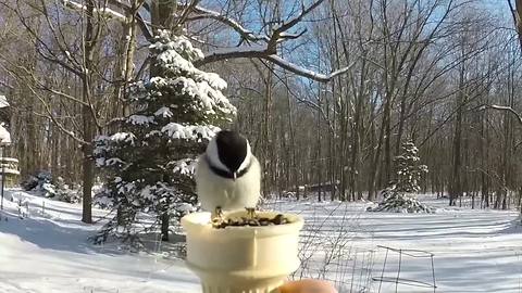 Black-capped Chickadee eats from viewer's ice cream cone