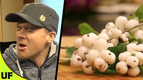 Snowberry Taste Test | Unusual Foods