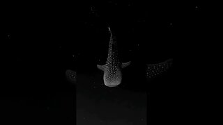 A whale shark in bioluminescent algae..