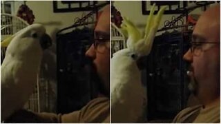 This cockatoo can bark like a dog!