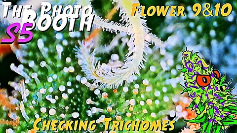 The Photo Booth S5 Ep. 14 | Flower Weeks 9 & 10 | Checking Trichomes