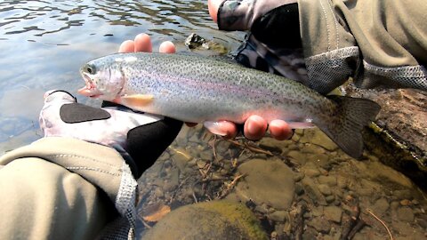 Not So Great Summer Fishing