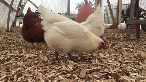 Floor Heating for My Chickens