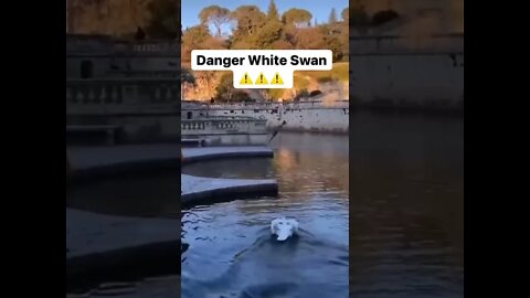 DANGER WHITE SWAN ⚠️