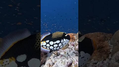 Clown TriggerFish