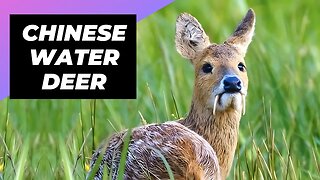 Chinese Water Deer 🦌 One Of The Cutest And Exotic Animals In The World #shorts
