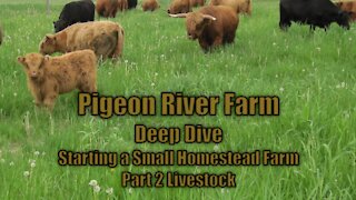 Starting A Small Homestead Farm part 2 Livestock