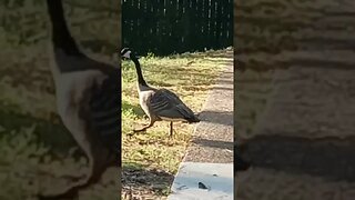 Cute Ducklings