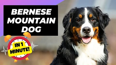 Bernese Mountain Dog - In 1 Minute! 🐶 The Giant & Fluffiest Mountain Dog | 1 Minute Animals