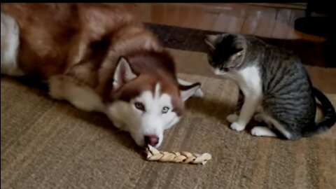 Cute Cat Bullies Husky