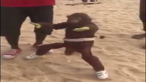 MONKEY FUNNY DANCE