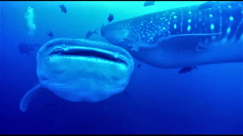 Scuba divers watch in awe as two whale sharks collide