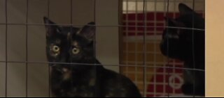 Adopt a cat for free at The Animal Foundation