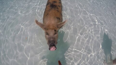 Feeding the pigs at the Pig Beach, Bahamas