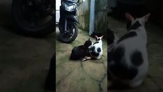 Hiburandulu#shortvideo #countrycat #kucingviral