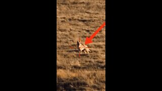 Hunting Coyotes #shorts #dogs #animals #hunter #084