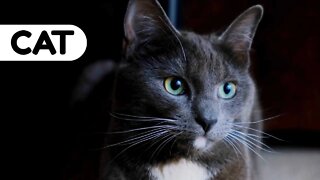 #kolinsky • The Face Of A Pet Cat