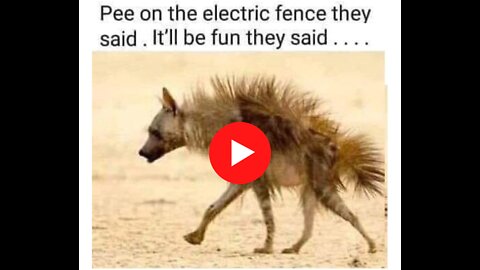 Dog pees on electric fence