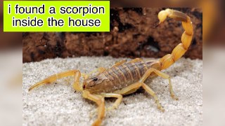 I found this scorpion at home.